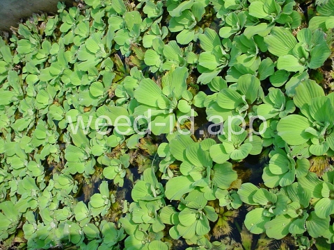 waterlettuce